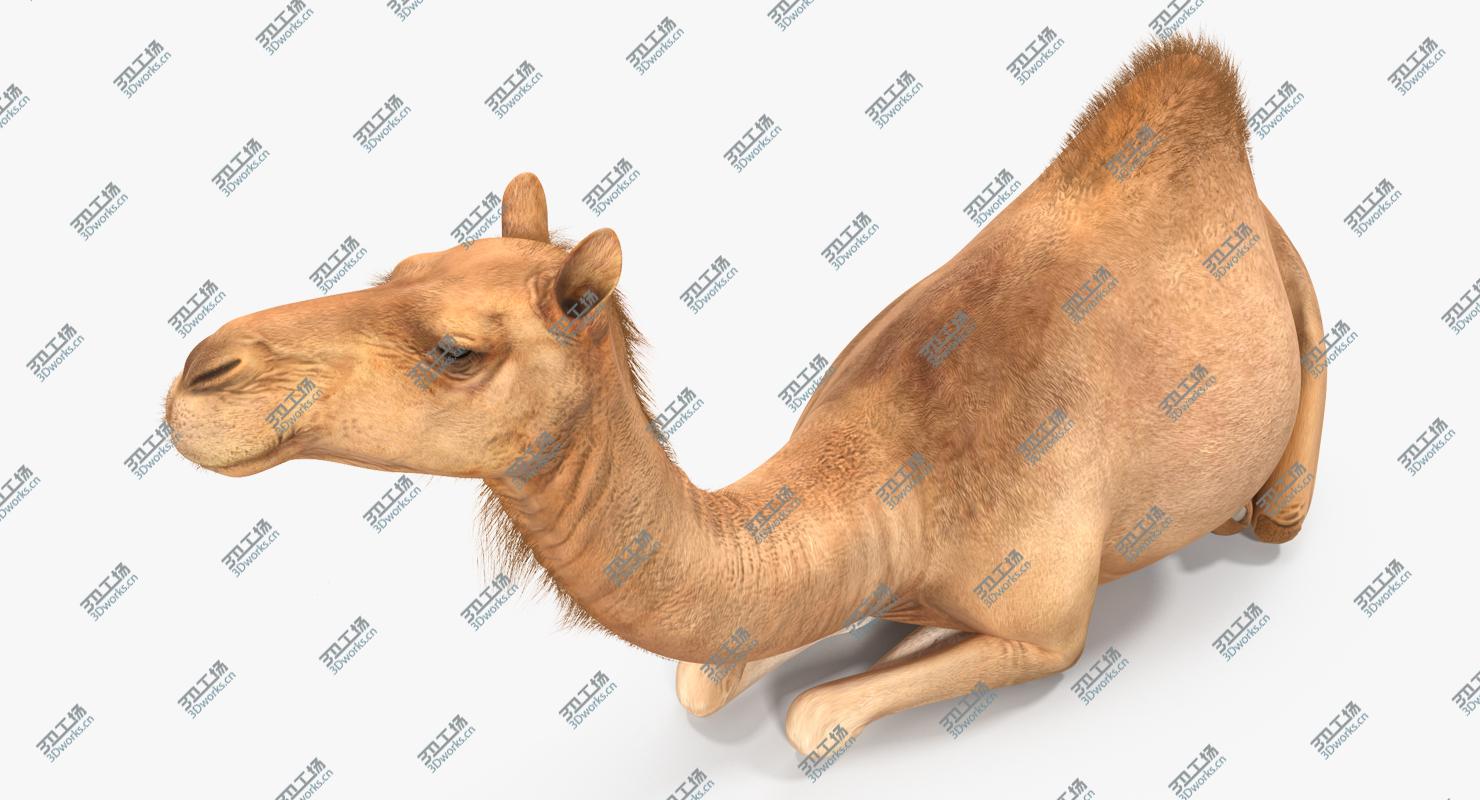 images/goods_img/2021040231/Camel Sitting Pose/2.jpg